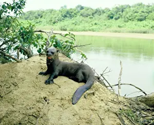 Pteronura: Giant Otter - On river bank