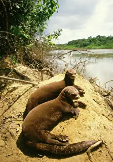Pteronura: GIANT OTTER - on riverbank