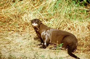 Riverbank: GIANT OTTER - wet, on riverbank