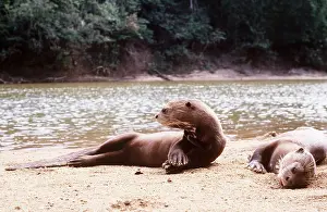 Webbed: GIANT OTTER - x two lying down on riverbank