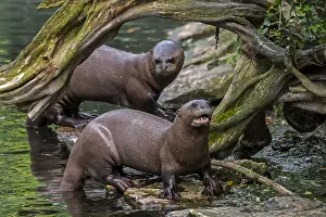 Pteronura: Two giant otters, giant river otter (Pteronura b