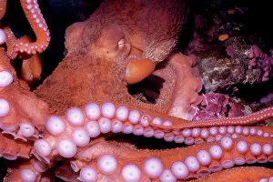Octopuses: GIANT PACIFIC OCTOPUS