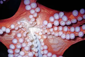 Pads: Giant Pacific Octopus - Close up of sucker pads