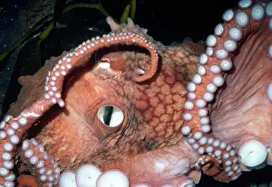 Siphon: Giant Pacific Octopus - showing Siphon
