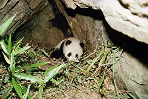 Dens: Giant Panda - 4 month old baby in den