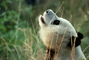 Keith & Liz Laidler: Giant Panda