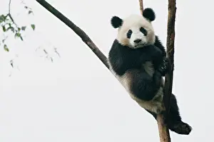 Chengdu: Giant Panda