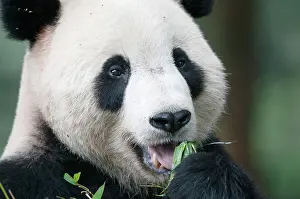 Chengdu: Giant Panda