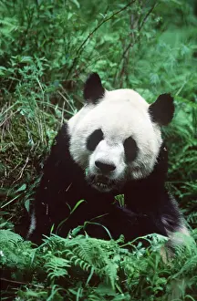 Pandas: GIANT PANDA