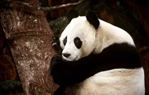 Pandas: GIANT PANDA