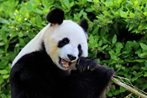 Adelaide: Giant Panda (Ailuropoda melanoleuca), adult feeding