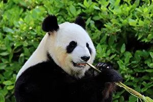 Adelaide: Giant Panda (Ailuropoda melanoleuca), adult feeding