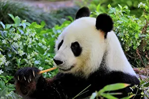 Adelaide: Giant Panda (Ailuropoda melanoleuca), adult feeding