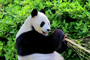 Adelaide: Giant Panda (Ailuropoda melanoleuca), adult feeding