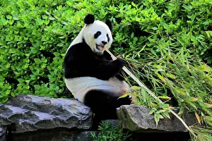 Adelaide: Giant Panda (Ailuropoda melanoleuca), adult feeding