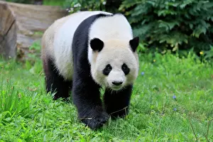 Giant Panda (Ailuropoda melanoleuca), adult, foraging