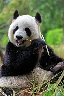 Adelaide: Giant panda (Ailuropoda melanoleuca), adult, captive