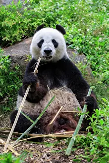 Adelaide: Giant panda (Ailuropoda melanoleuca), adult, captive