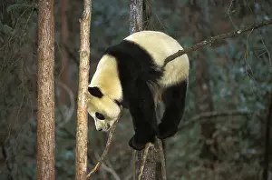 Melanoleuca: Giant Panda (ailuropoda melanoleuca), Adult standing