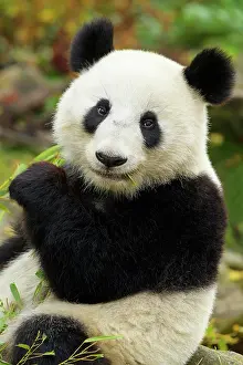 Melanoleuca: Giant Panda (ailuropoda melanoleuca)