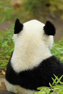 Melanoleuca: Giant Panda (Ailuropoda melanoleuca), young back, captive