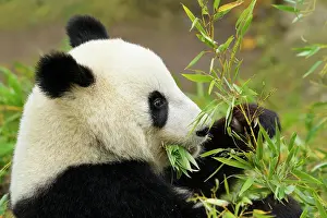 Melanoleuca: Giant Panda (Ailuropoda melanoleuca), young eating, captive