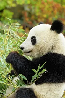 Melanoleuca: Giant Panda (Ailuropoda melanoleuca), young eating, captive