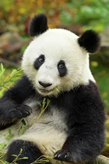 Melanoleuca: Giant Panda (Ailuropoda melanoleuca), young sitting, captive