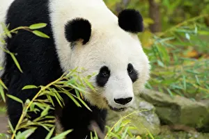 Melanoleuca: Giant Panda (Ailuropoda melanoleuca), young, captive