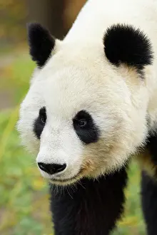 Melanoleuca: Giant Panda (Ailuropoda melanoleuca), young, captive