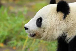 Melanoleuca: Giant Panda (Ailuropoda melanoleuca), young, captive