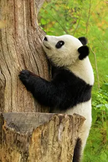 Climb: Giant Panda (Ailuropoda melanoleuca), young climbing