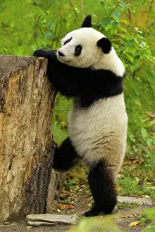 Melanoleuca: Giant Panda (Ailuropoda melanoleuca), young stands, captive
