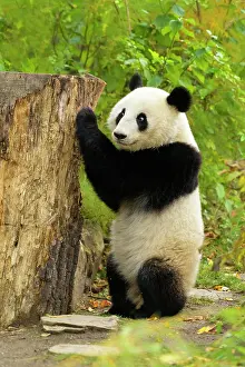 Melanoleuca: Giant Panda (Ailuropoda melanoleuca), young stands, captive