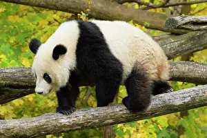 Climb: Giant Panda (Ailuropoda melanoleuca), young climbing