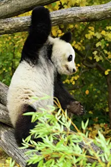 Climb: Giant Panda (Ailuropoda melanoleuca), young climbing