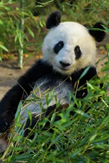 Melanoleuca: Giant Panda (Ailuropoda melanoleuca), young, captive