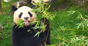 Panda: Giant Panda (ailuropoda melanoleuca), Adult eati