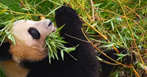 Panda: Giant Panda (ailuropoda melanoleuca), Adult eati