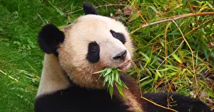 Panda: Giant Panda (ailuropoda melanoleuca), Adult eati