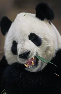 Leave: Giant Panda (ailuropoda melanoleuca), Adult eating