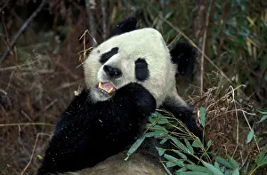 Melanoleuca: Giant Panda (ailuropoda melanoleuca), Adult eating