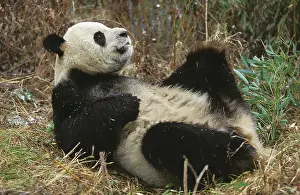 Melanoleuca: Giant Panda (ailuropoda melanoleuca), Adult laying