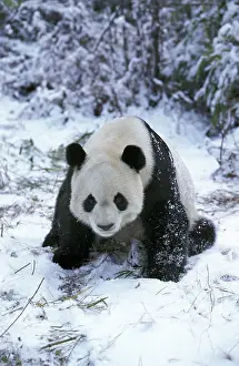 Sittin: Giant Panda (ailuropoda melanoleuca), Adult sittin