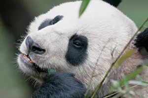 Chengdu: grass