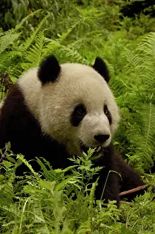 Melanoleuca: Giant panda (Ailuropoda melanoleuca) family: