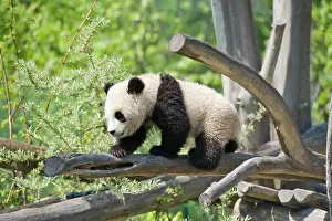 Vienna: Giant Panda (Ailuropoda melanoleuca), Fu Long, Zoo