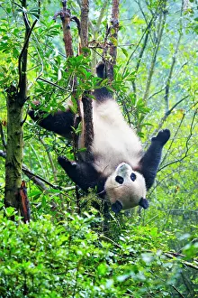 Headfirst: Giant Panda (Ailuropoda melanoleuca) hanging in