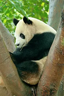 Pandas: Giant Panda (Ailuropoda melanoleuca) perched on