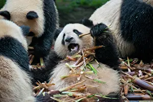 Sichuan: Giant panda (Ailuropoda melanoleuca) at the Research